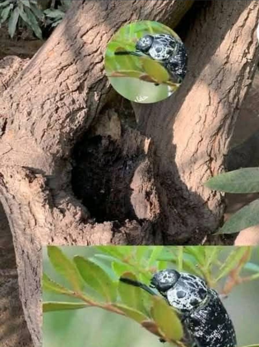 🍀حفار الساق🍀
 يصيب العديد من أنواع الأشجار المثمرة . لمكافحة حفار الساق اتباع عدة خطوات : 🌱١-التفتيش الدوري لاكتشاف العلامات المبكرة للإصابة . 🌱٢- التقليم : إزالة الأجزاء المصابة من الشجرة بشكل دوري .٣-استخدام المبيدات
الحشرية . 🌱٤-التسميد والري الجيد .