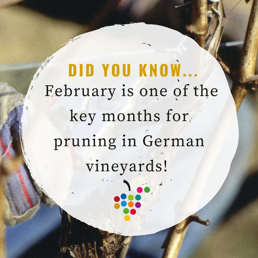 WinesofGermany's tweet photo. 🍇✂️ Winter pruning in Germany’s vineyards shapes vines for a quality harvest, focusing energy on producing exceptional fruit.

Each sip of crisp #Riesling or bold #Spätburgunder reflects this care, a labour of love long before harvest. 🥂

#GermanWine #Winemaking #VineyardLife https://t.co/2vr9ci2dME
