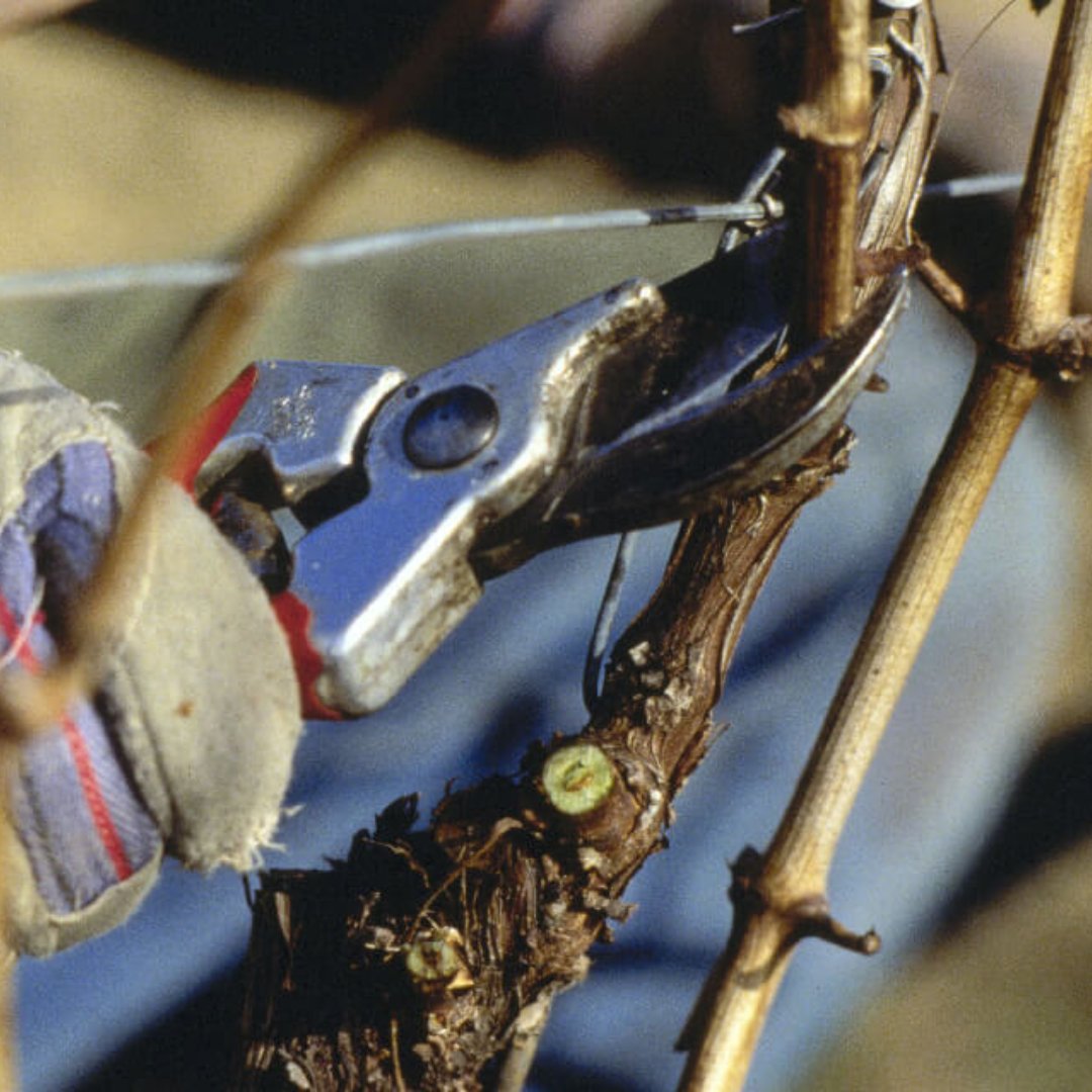 🍇✂️ Winter pruning in Germany’s vineyards shapes vines for a quality harvest, focusing energy on producing exceptional fruit.

Each sip of crisp #Riesling or bold #Spätburgunder reflects this care, a labour of love long before harvest. 🥂

#GermanWine #Winemaking #VineyardLife