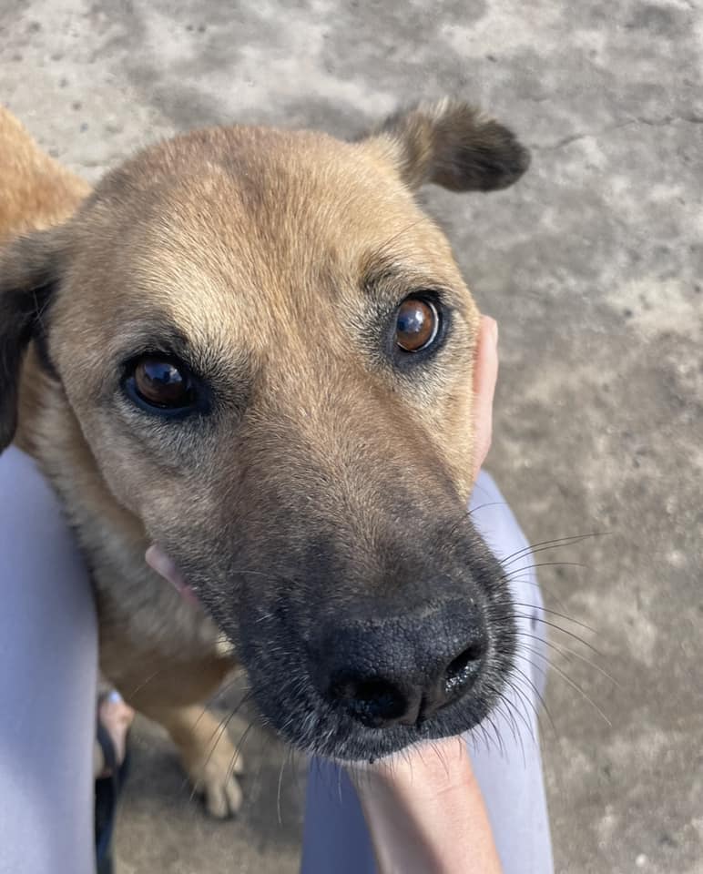 Young Vets Club tweet media