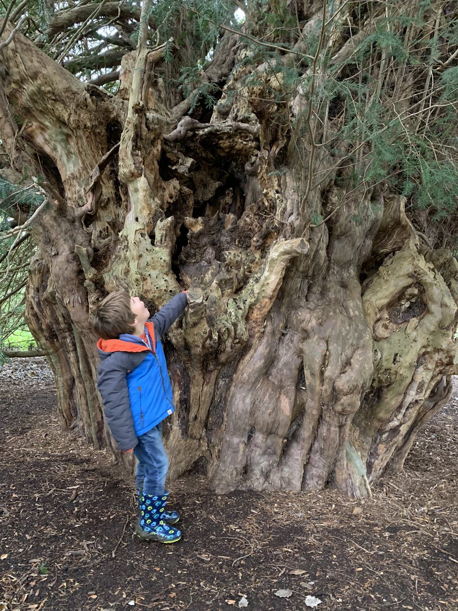 TiCL 🍃💚🍃 (@ticlme) on Twitter photo <a href="/bluesky/">bluesky</a> I’ll start where my #treejourney began, thanks to Rob McBride <a href="/thetreehunter/">thetreehunter Rob McBride</a>.
We’re at the Ankerwycke Yew <a href="/AncientTreesATF/">Ancient Tree Forum</a> <a href="/AncientYewGroup/">AncientYewGroup</a> and we’re witnessing the birth of democracy
Follow on #bluesky here:
bsky.app/profile/ticlme… <a href="/bluesky/">bluesky</a> I’ll start where my #treejourney began, thanks to Rob McBride <a href="/thetreehunter/">thetreehunter Rob McBride</a>.
We’re at the Ankerwycke Yew <a href="/AncientTreesATF/">Ancient Tree Forum</a> <a href="/AncientYewGroup/">AncientYewGroup</a> and we’re witnessing the birth of democracy
Follow on #bluesky here:
bsky.app/profile/ticlme…