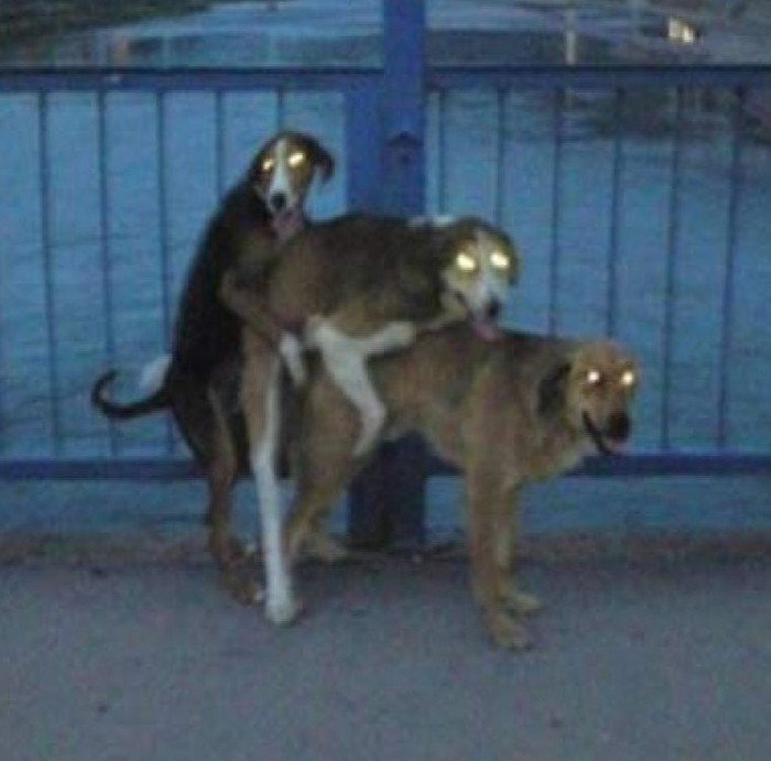 bad_metalamp's tweet photo. in short, the situation with CZ’s dog https://t.co/SlwZxiRyyO