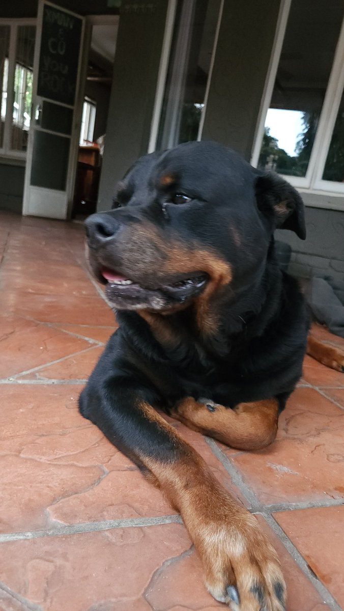 Rottdoglife's tweet photo. Beautiful Luger  🌹 #rottweiler #dog #pet #TikTok https://t.co/QBGv4jipIh