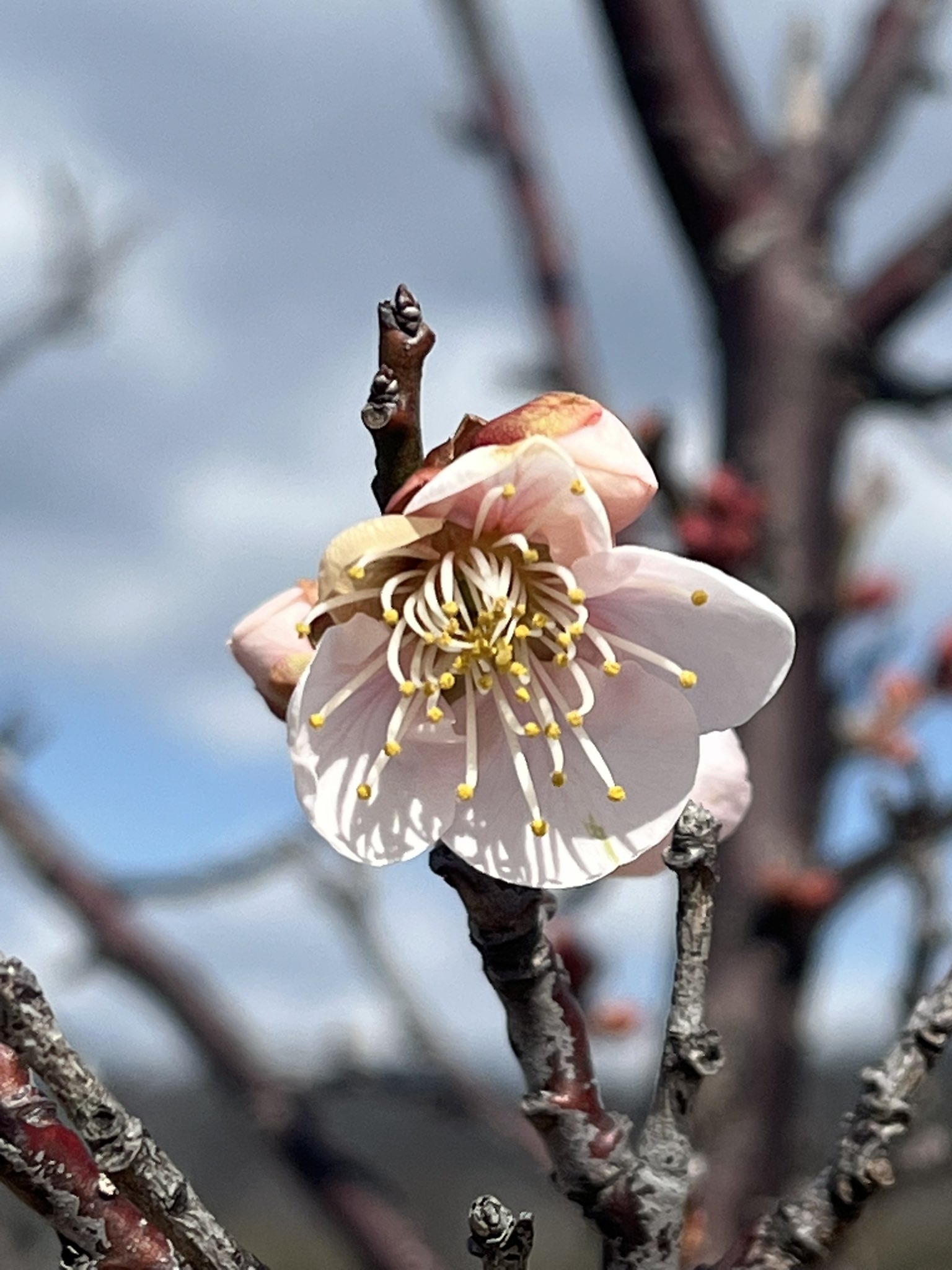 【ばななページ】 A1Du+LfDUaL.jpg