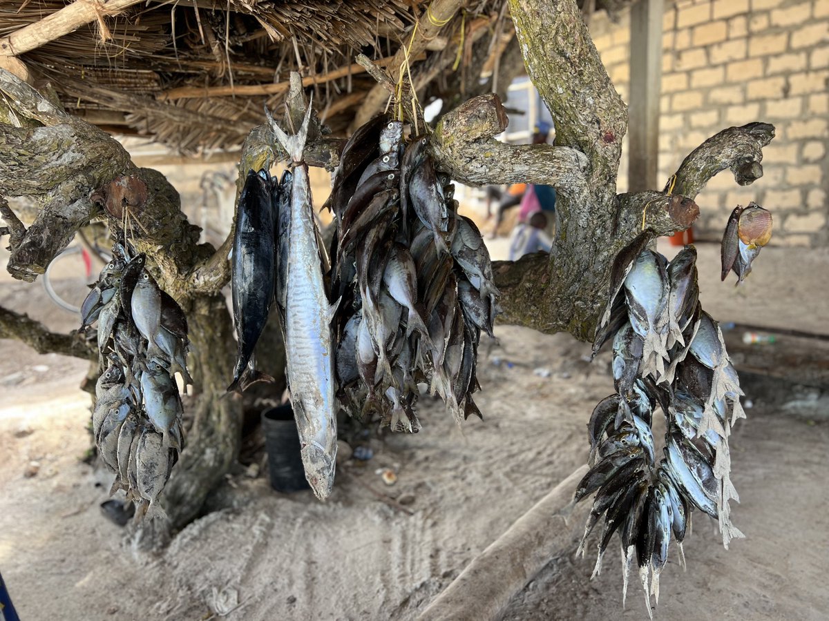 Urithi Wetu (@urithiwetutz) on Twitter photo Our research team implementing the #GiveUsVoiceProject funded by the <a href="/BritishAcademy_/">The British Academy</a> is continuing with fieldwork in #Zanzibar moving between #Chwaka, #UngujaUkuu & #Timbatu documenting #tangible and #intangible #coastalheritage in the context of #climatechange. Our research team implementing the #GiveUsVoiceProject funded by the <a href="/BritishAcademy_/">The British Academy</a> is continuing with fieldwork in #Zanzibar moving between #Chwaka, #UngujaUkuu & #Timbatu documenting #tangible and #intangible #coastalheritage in the context of #climatechange.