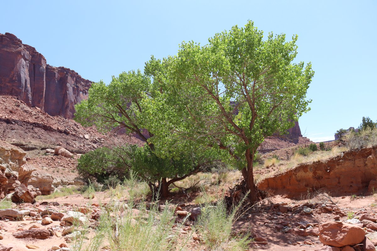 From my hikes...

A couple of cottonwood trees and their deep green.

Utah - 2024

Have a good day!

#hiking #thicktrunktuesday #nature #trees