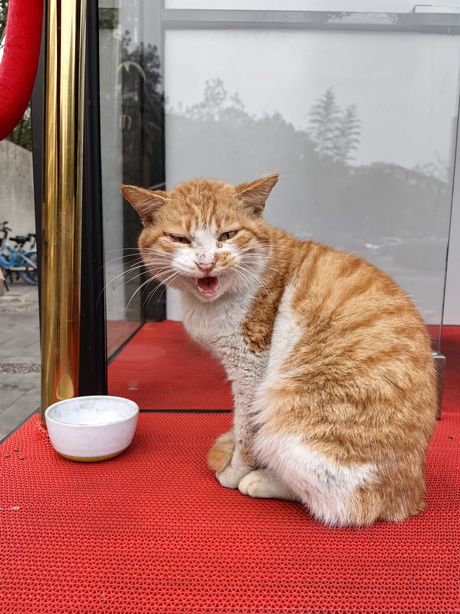 long time no see #Cat