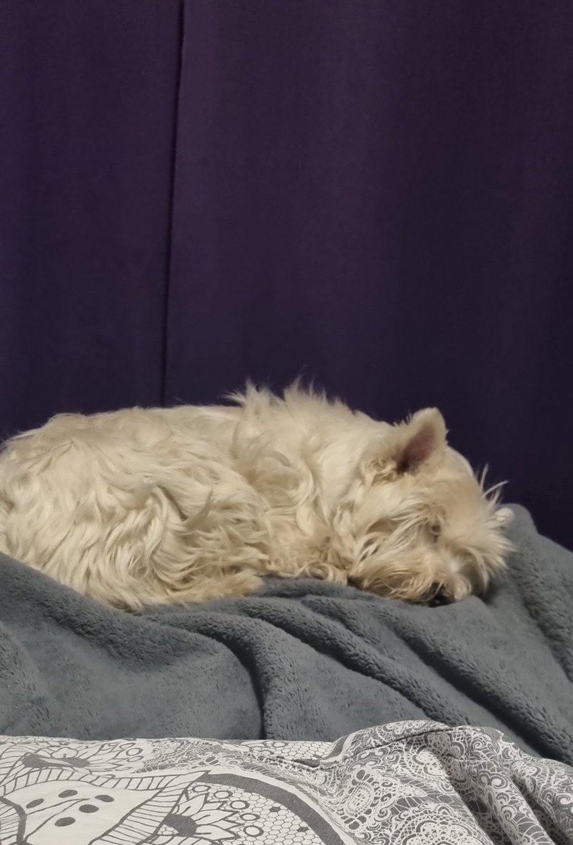 Morning walk done ✔️ 
Breakfast done ✔️ 
Back to sleep 😴 
DjMackKenzie 😊