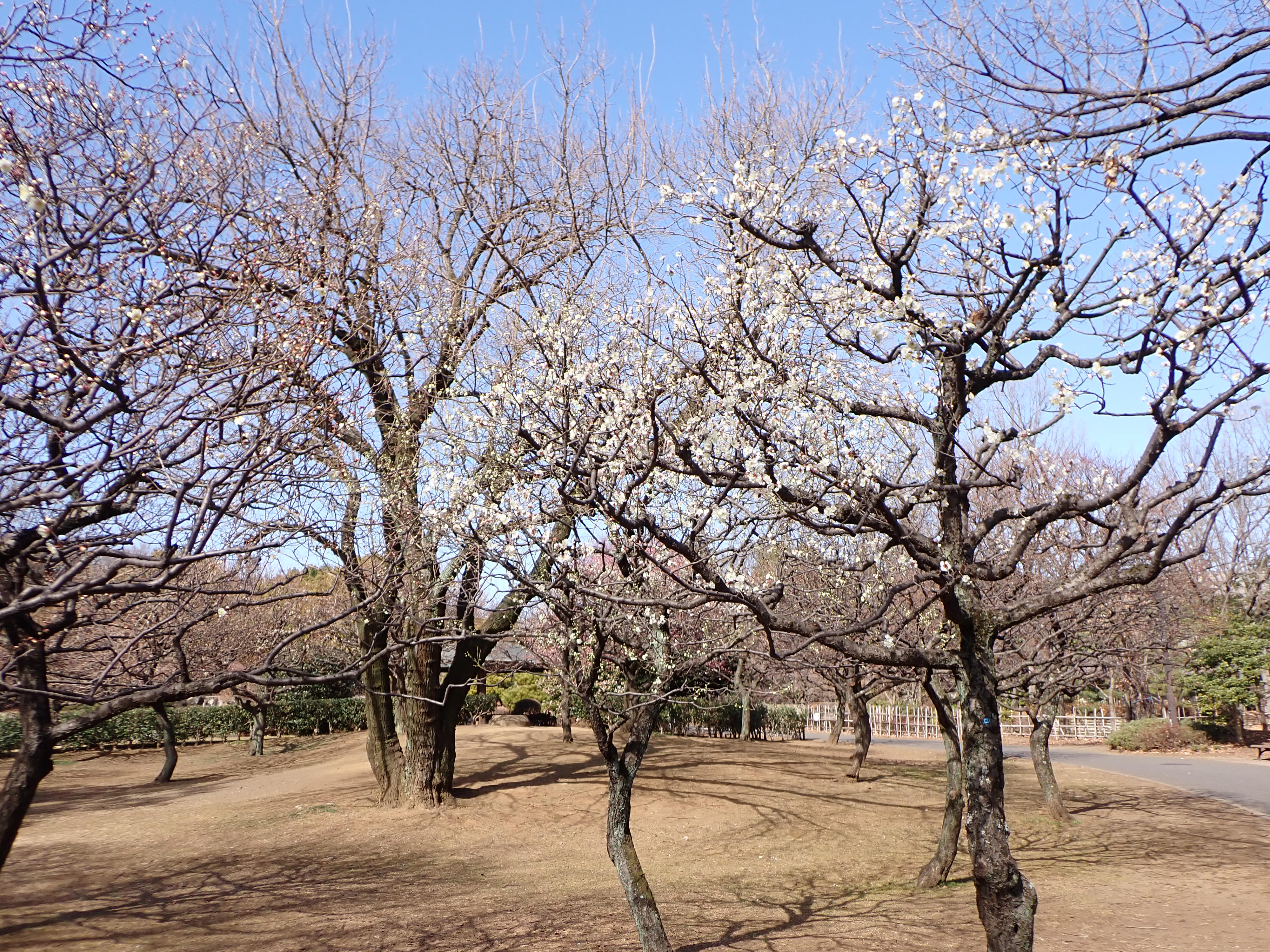 都立府中の森公園 on X: 