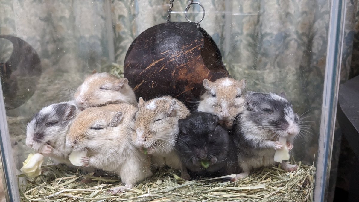 🐭🐭🐭ぎゅむちぎゅむち🐭🐭🐭
今日のお野菜はキャベツだよ！
……高いから良く噛んで食べてね。
#スナネズミ
#カラージャービル