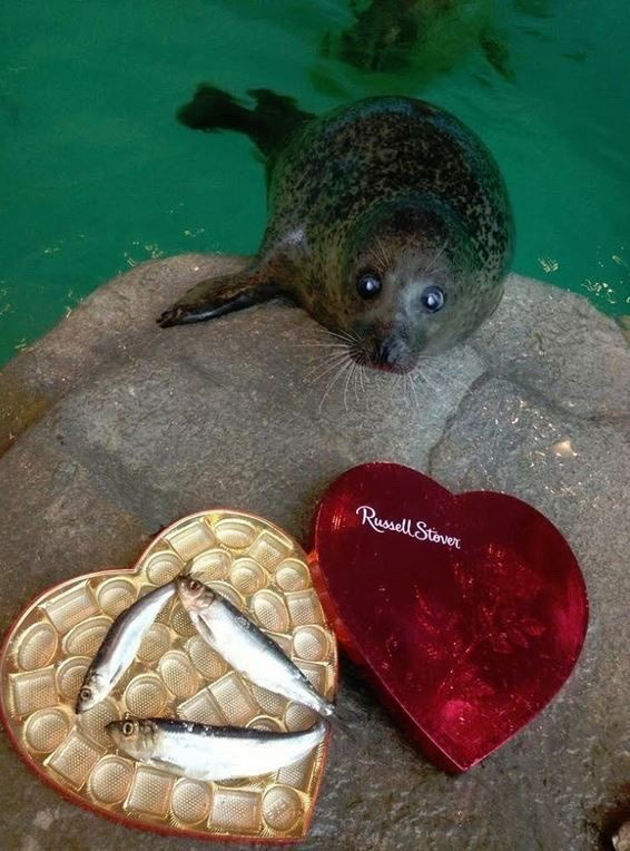 my beautiful valentine