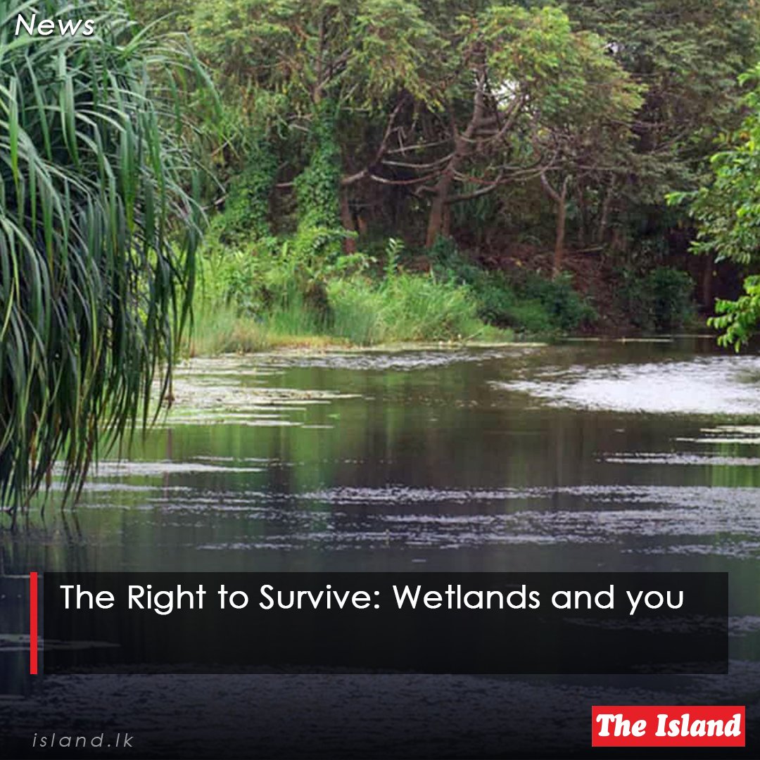 theisland_lk's tweet image. tinyurl.com/3jybyzz6

The Right to Survive: Wetlands and you

#TheIsland #TheIslandnewspaper #WNPS