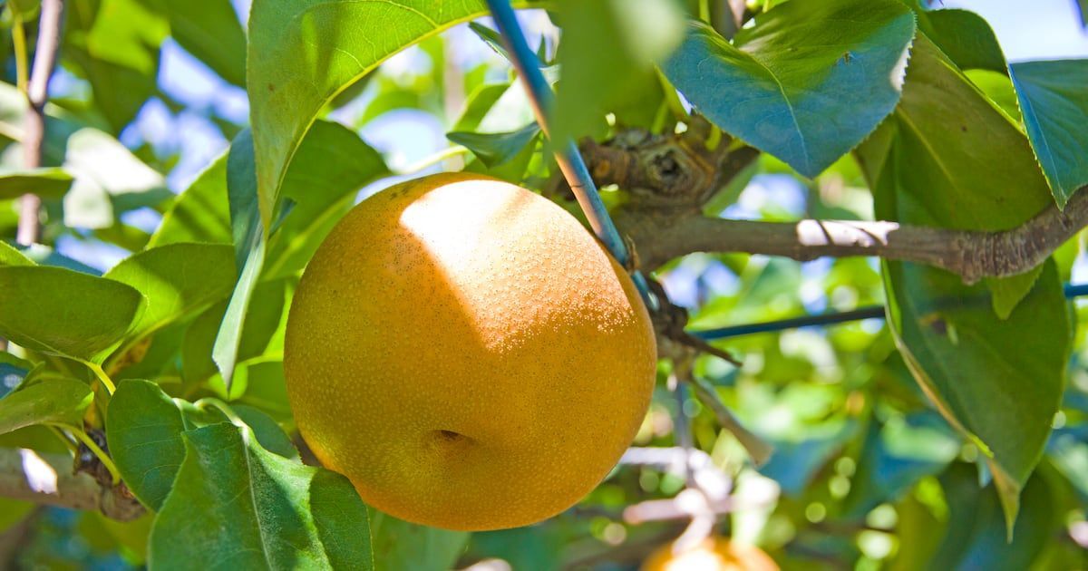 FoodNavAsia's tweet image. Juicing it up: Sun-damaged ‘ugly pears’ in South Korea given lifeline through upcycling #SouthKorea #pears upcycling buff.ly/4b4Ixzw