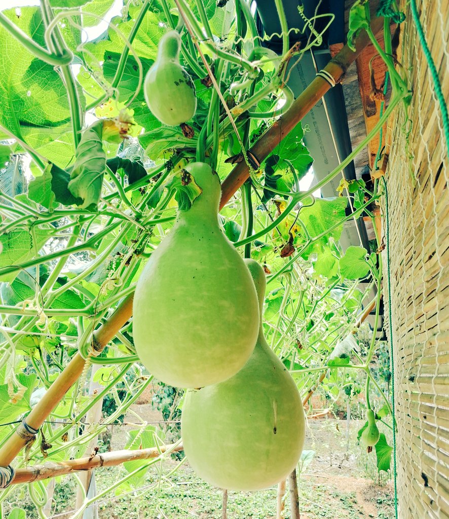 පායනා කාලෙට කදිමයි