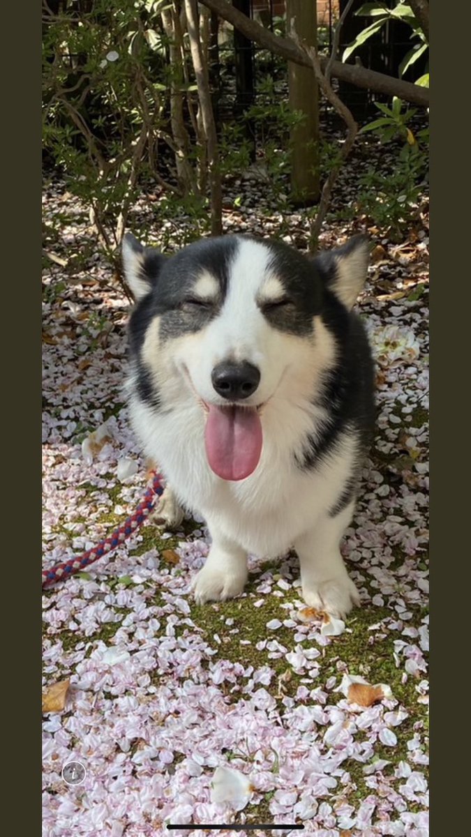 本日をもち皆様からお預かりしたゼロ🌸クラファン支援金全て使わせて頂きました。支援金０円になる迄は流れを報告する事が支援者様に対しての最低限の礼儀と私は思っておりました
ゼロは6歳1ヶ月今年7回目の桜🌸を見れます
ゼロを支えて下さったこと忘れません😌
本当にありがとうございました🙇‍♀️