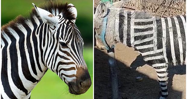 lexpressmaurice's tweet photo. Il s’agissait d’une «opération marketing» afin «d’attirer les visiteurs», a confirmé la direction du zoo. https://t.co/tAsrn7AVkA https://t.co/RiaVSygf8t