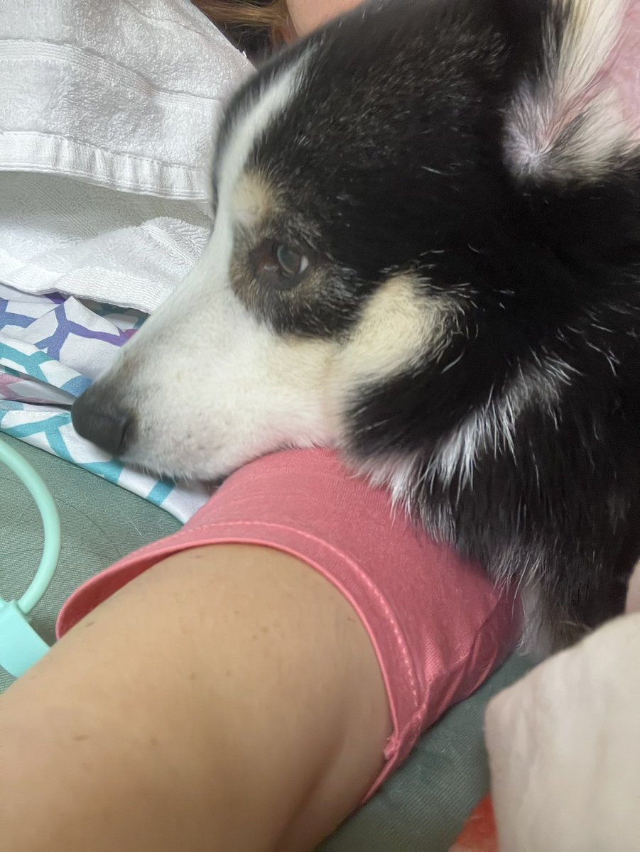 🌸ゼロクラファン🌸
収支報告

2月   10日    プラセンタ  2300円
          18日   鹿肉            62053円
      残金               マイナス   2161円

今月23日 4月6日  6月5日  🏥
5月も行きますがまだ日程決まってません

ゼロのためにありがとうございました!