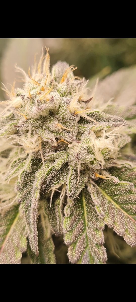 WeedJuice.io tweet media