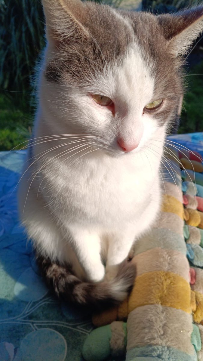 Quanta bellezza! #bellezza #gatto #sole #aziendamarconato