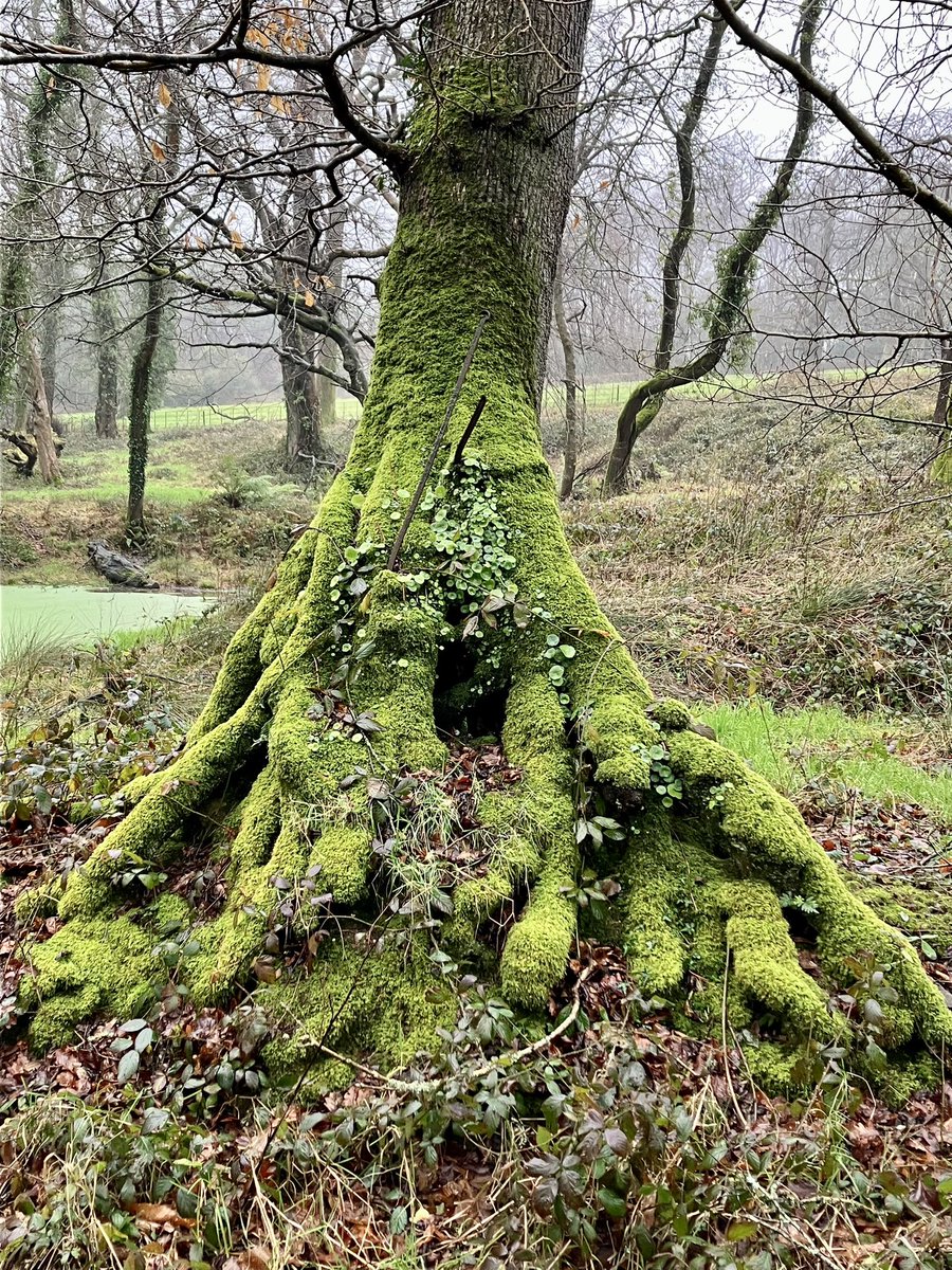 Trewithen Gardens, Cornwall
#ThickTrunkTuesday