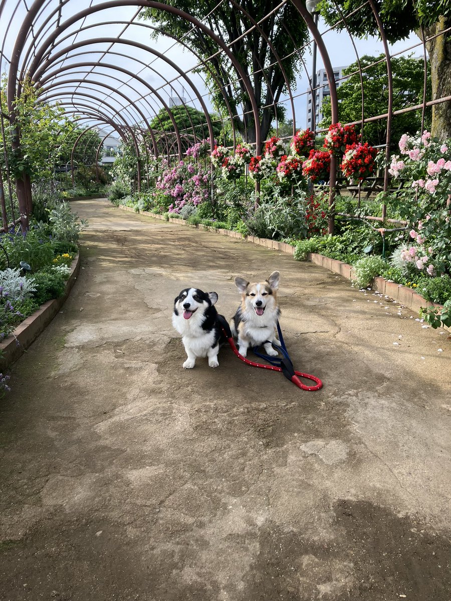 クラファン支援金用途報告がありましたので誹謗中傷、嫌がらせ等ある中、残したアカウントです
全ての報告を本日無事終える事が出来ましたので今、鍵を外しました
固定RT宜しくお願い致します🙇‍♀️
このアカウントは少し時を置き削除する予定です🙇‍♀️