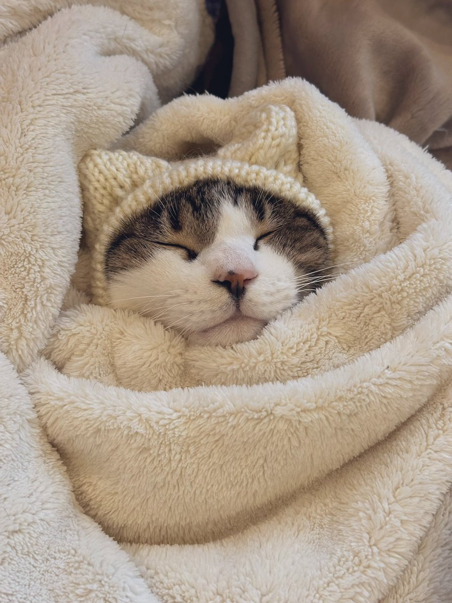 「くれぐれも猫耳は冷やしちゃなん寝」