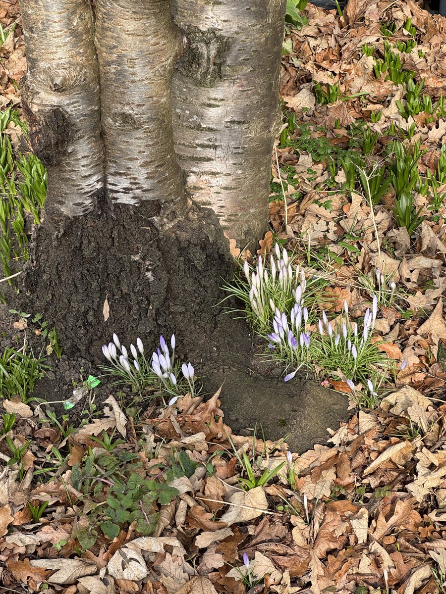 Triple Trunk Tuesday! Gorgeous crocus lifts the spirits!  

#ThickTrunkTuesday