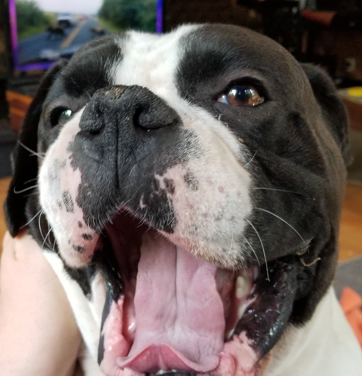 Loki Hope's everyone has a great TOT day! And just have a funtastic day friends!