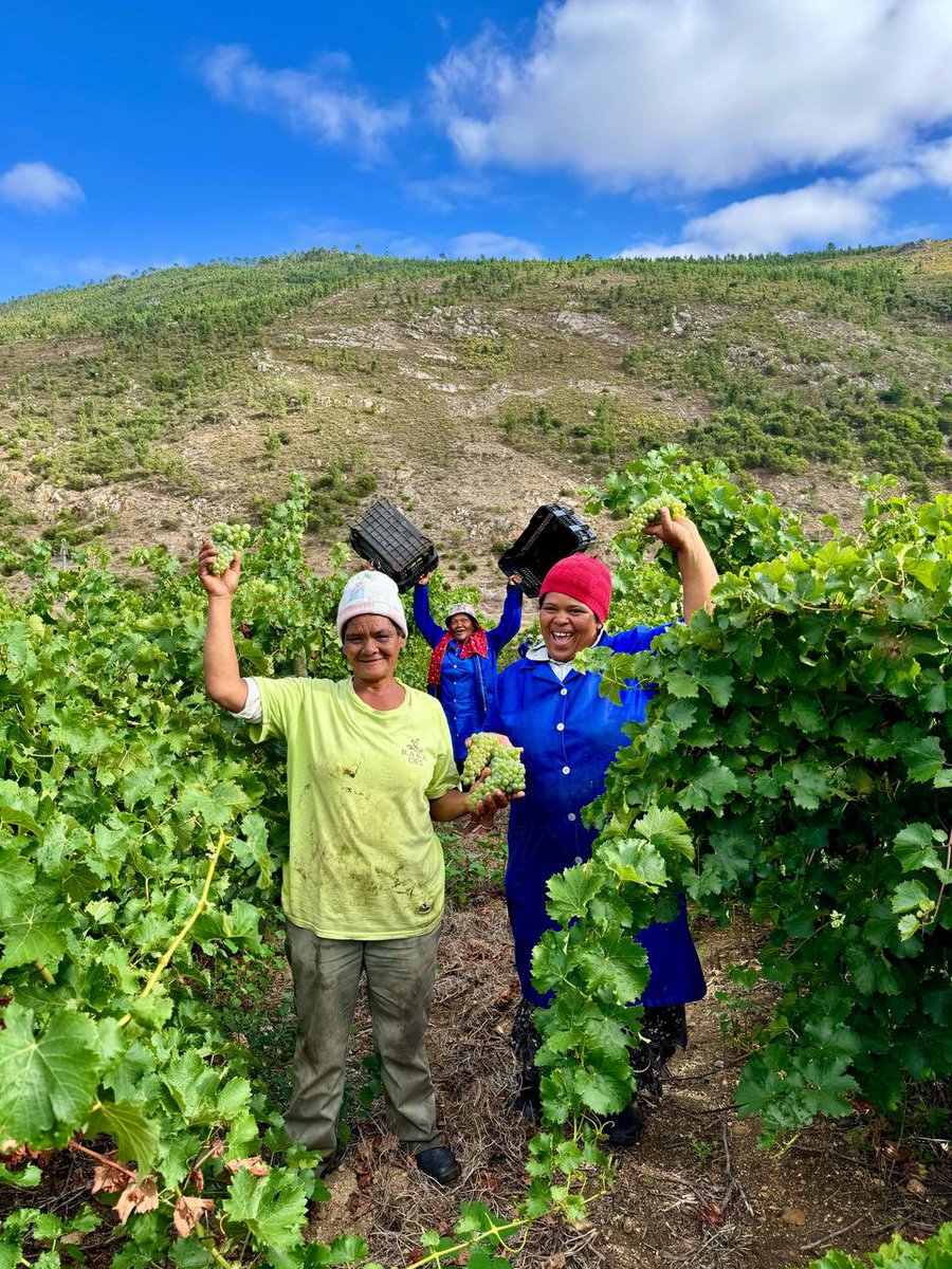Our harvest is in full swing and there is excitement in the air on the farm 🍇

#rakawine #visitstanford #winelovers #coolclimatewines #SAwine #kleinriver #Overberg #SAWineHarvestSeason2025 #SAWineHarvest #WineHarvest2025 #harvest2025