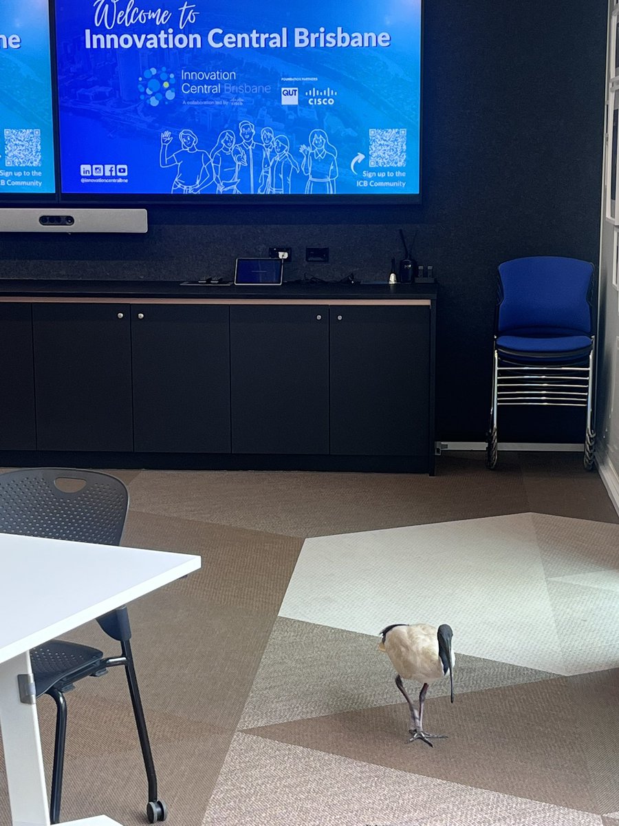 When the Brisbane Olympics mascot walks into my office.