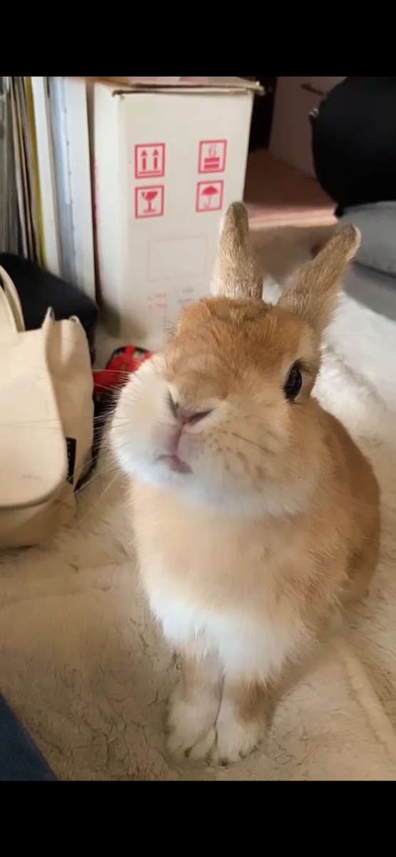 無事に火葬も済みました。
11歳、長生きしてくれてありがとう