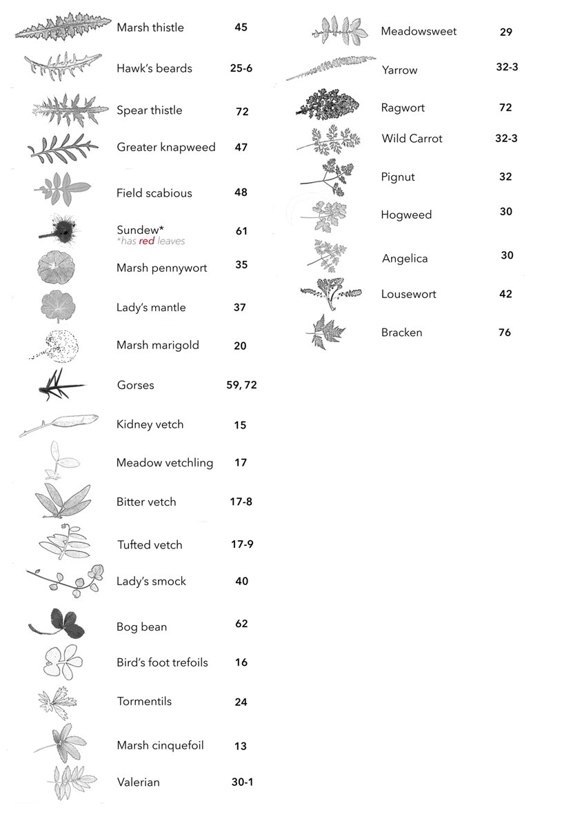 For anyone who tried to identify the #GreatIrishGrassland plants in winter, here's a handy crib sheet from the ACRES booklet. Showing leaves from blades and simple leaves to more toothed and pinnate structures