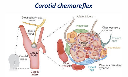 CardioTeca (@cardioteca) on Twitter photo 🧡 Síncope como nunca antes lo habías visto
Ravi Vazirani Ballesteros
<a href="/RaviVaziraniMD/">Ravi Vazirani Ballesteros</a>; <a href="/12_Derivaciones/">12 Derivaciones ECG</a>
Diapositivas aquí⤵️
cardioteca.com/diapositivas-p… 🧡 Síncope como nunca antes lo habías visto
Ravi Vazirani Ballesteros
<a href="/RaviVaziraniMD/">Ravi Vazirani Ballesteros</a>; <a href="/12_Derivaciones/">12 Derivaciones ECG</a>
Diapositivas aquí⤵️
cardioteca.com/diapositivas-p…