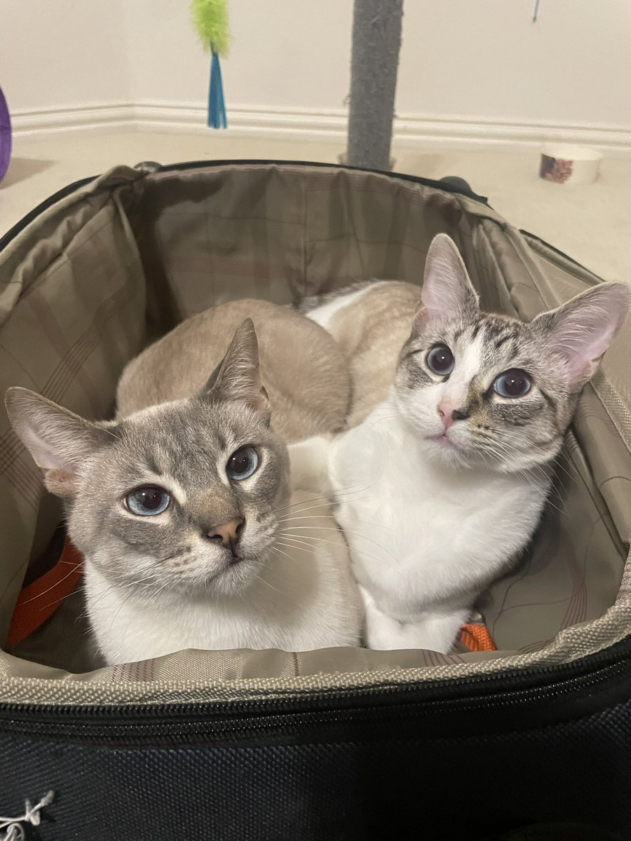 nectarx_x's tweet image. sweet kittens :D