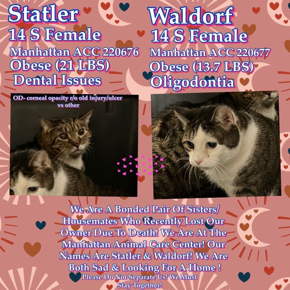Kimberlykokourt's tweet photo. Bonded Pair Of Sisters/Housemates Recently Loss Their Owner Due To Death! #Statler #ID220676 14 S Female! 21 LBS! #Waldorf #ID220677 14 S Female! 13.7 LBS! Must Be Kept Together! #ManhattanACC #NYCACC #CatsOfX #BondedPair Both Are Obese! Both Need Out ASAP! #Donate #Cats Scared ! https://t.co/1aPA1HDFq4