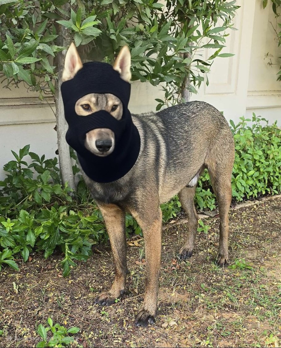 SufeeErc's tweet photo. @bsc_daily @BNBCHAIN @bink_ai @Broccoli__czdog @Fourxbt_Agent @bnbxbt_agent @ArtificialCZ @BNBAgents_AI @ChengpangZhoa @tutorialtoken @AICell_World @wikicatcoin Ski mask Broccoli 🥦 
@SKIBROCC #SKIBROCC 
Fair launched at https://t.co/uBvo4iRZJD 
https://t.co/sxOtDZuank https://t.co/500CUYHqdW