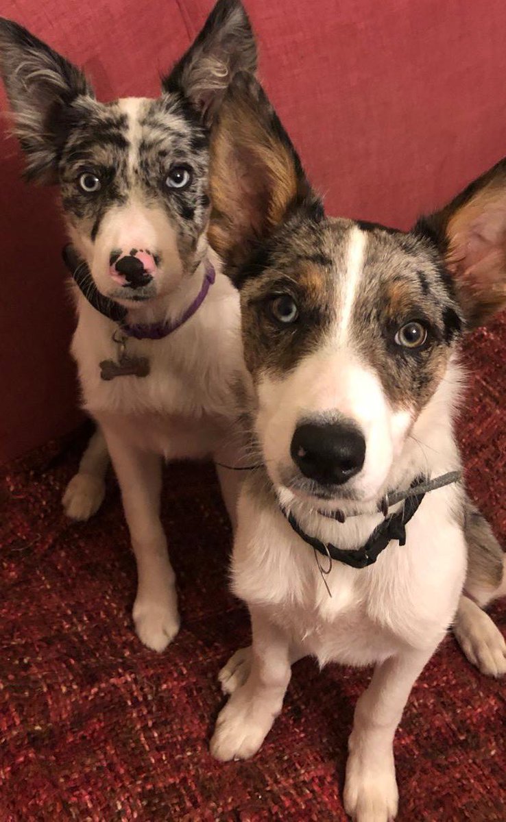 instagram.com/nedandtara2/

🐶NedandTara🐶 (@nedandtara) • Instagram photos and videos