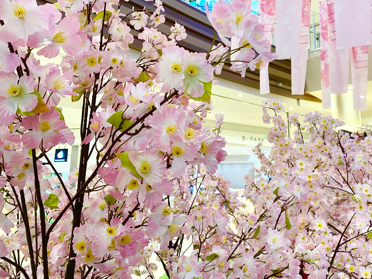 bparkplus's tweet image. こんばんは😃
#アリオ柏 は桜エリアでお花見気分を味わえますよ🌸
寒い日は室内レジャーで暖かく過ごしてくださいね☕️
また、これからのレジャーに向けておすすめのアイテムをご紹介していますので是非チェックしてみてください💡
bellpark.co.jp/bparkplus/news…
#ecoco #WiFi #企業公式がお疲れ様を言い合う