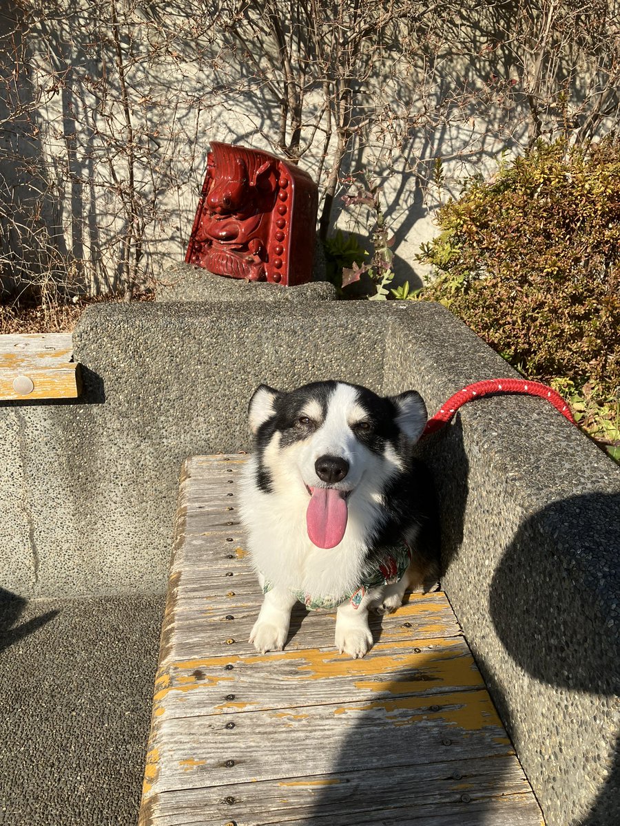 ゼロの現状を少しご報告致します。肝臓は成犬の半分でしたが今は3分の2の大きさに成長。TBA数値の改善はもう困難です。元気がある時は散歩に行きますが家で寝てる時間が多いです。毎月の血液検査、3ヶ月毎のエコー、肝臓を保つ為のサプリ2種は生涯続きます

でも😌
ゼロは毎日笑ってくれてます🌸