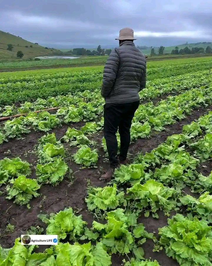 Temslee's tweet image. Farming isn’t just what you see on social media – it’s a journey of dedication, resilience, and hard work💚👨🌾
#planecrash #LaCasaDeLosFamososCol2 Tottenham La liga #ElonMusk