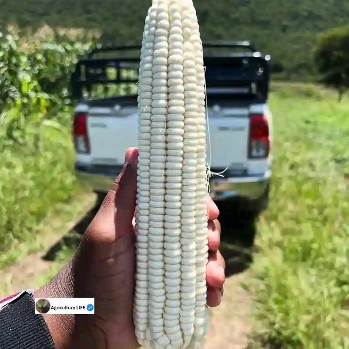 Temslee's tweet image. Organic food is nature's purest gift----fresh, wholesome and bursting with goodness ❤️ 💪
What God Regina Rayo La liga #planecrash #ElonMusk