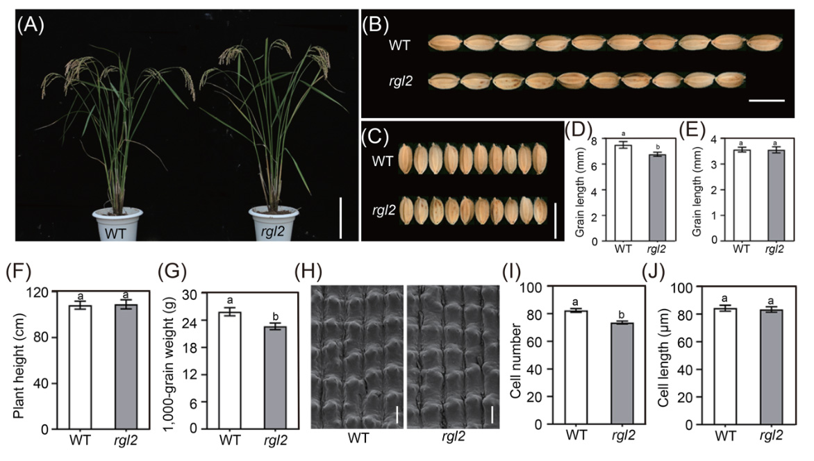 🌾 Can boosting specific genes help grow bigger rice grains?

Mutation of KAP, which encodes a keratin-associated protein, affects grain size and yield production in rice

tinyurl.com/4kr25tah