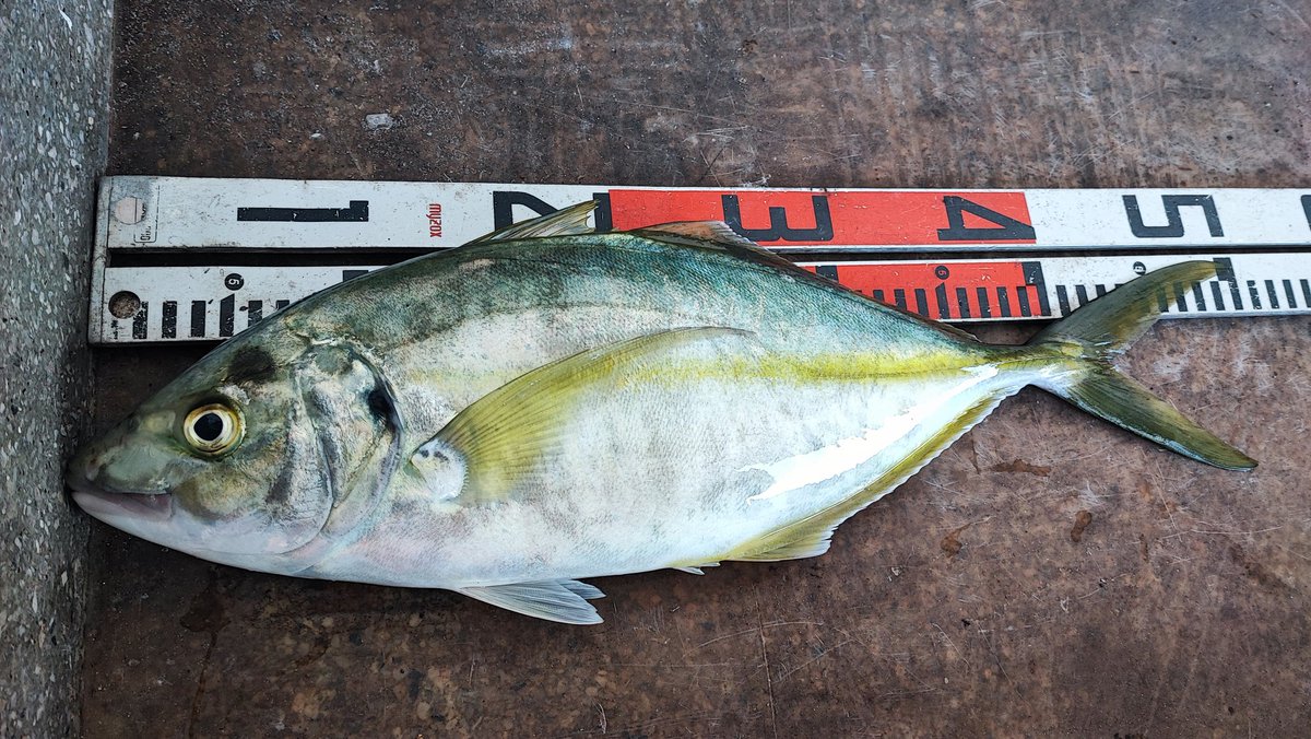 kaminato_'s tweet image. 地元の髙橋さんシマアジ50cm堤防フカセ釣りにてGet🎣
この強い寒風（雪チラホラな6.2℃！）の中気合入ってる１枚。
ハリス４号。
＃八丈島