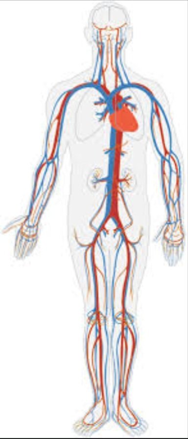 LekanKLekan23's tweet image. 🫀Blood flow matters! 
Healthy circulation is essential for sexual function - and excess weight compromises it through inflammation and endothelial dysfunction. 
Better weight = better blood flow = better performance. 
It&apos;s that simple. 
#CirculationMatters #ErectileHealth
