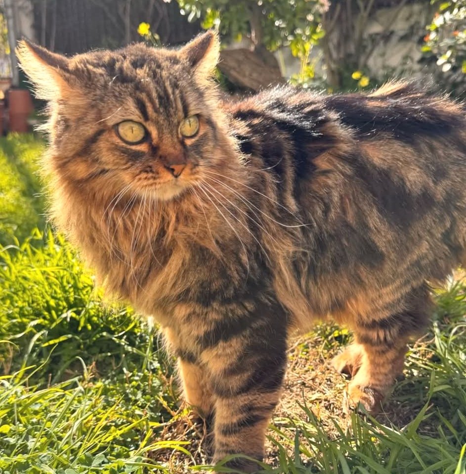 Gata perduda al #Masnou (c/ Flos i Calcat). Es diu Gorda, esta esterilitzada però no porta microxip, si la veus &gt; 610 095 344 #xarxabarcelonaperduts #elmasnou #gràcies #maresme