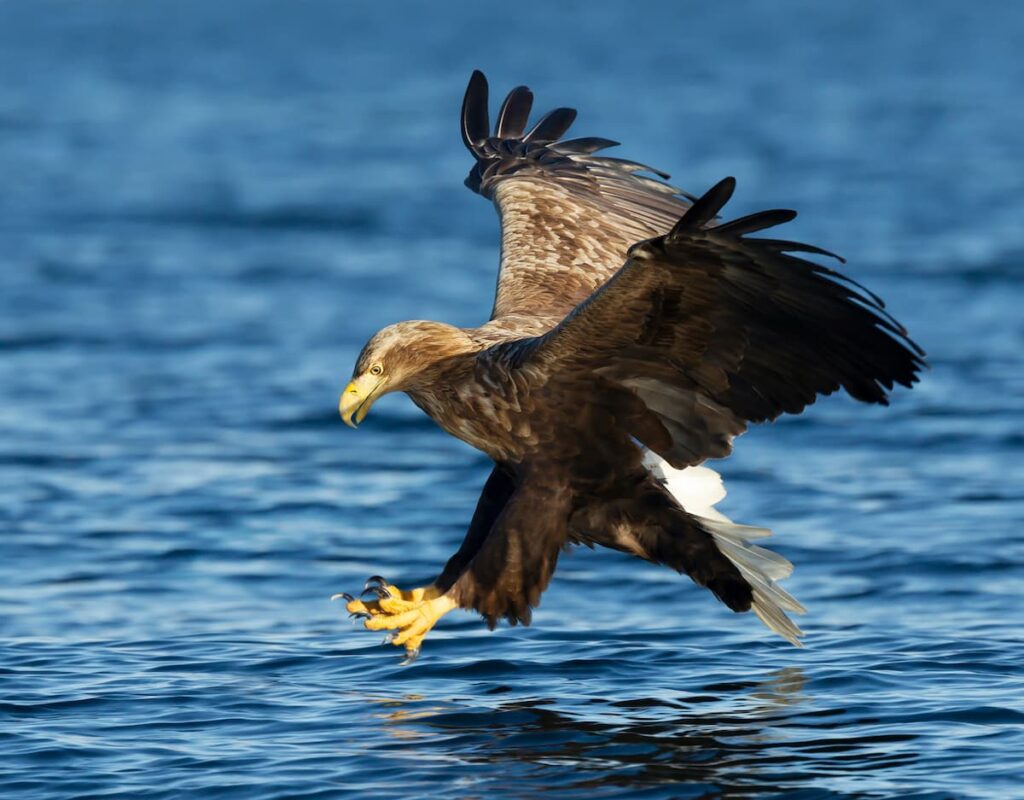 BeyondBCN's tweet photo. 1. Impacts of #wind farms upon populations: "to date there appear to be very few examples of a clear effect of a wind farm at a population scale. The best example appears to be that of White-tailed Eagle on #Smola. Here, the high density population of 10-12 pairs of eagles... https://t.co/KCnzEh5I2D