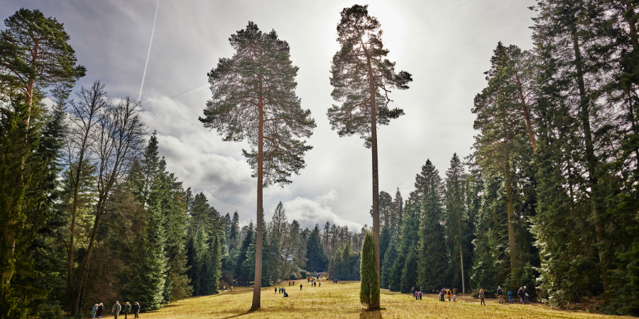 Arboretum Řícmanice připravilo den otevřených dveří / sobota 22. 2. / 9.30 až 16.00 → komentované prohlídky s dendrology Novinky: cedulky s názvy stromů a info o nich, rozšířená lesní pedagogika. Tradice: pokrmy ze zvěřiny. Info k dopravě i programu → bit.ly/dodarboretumri…