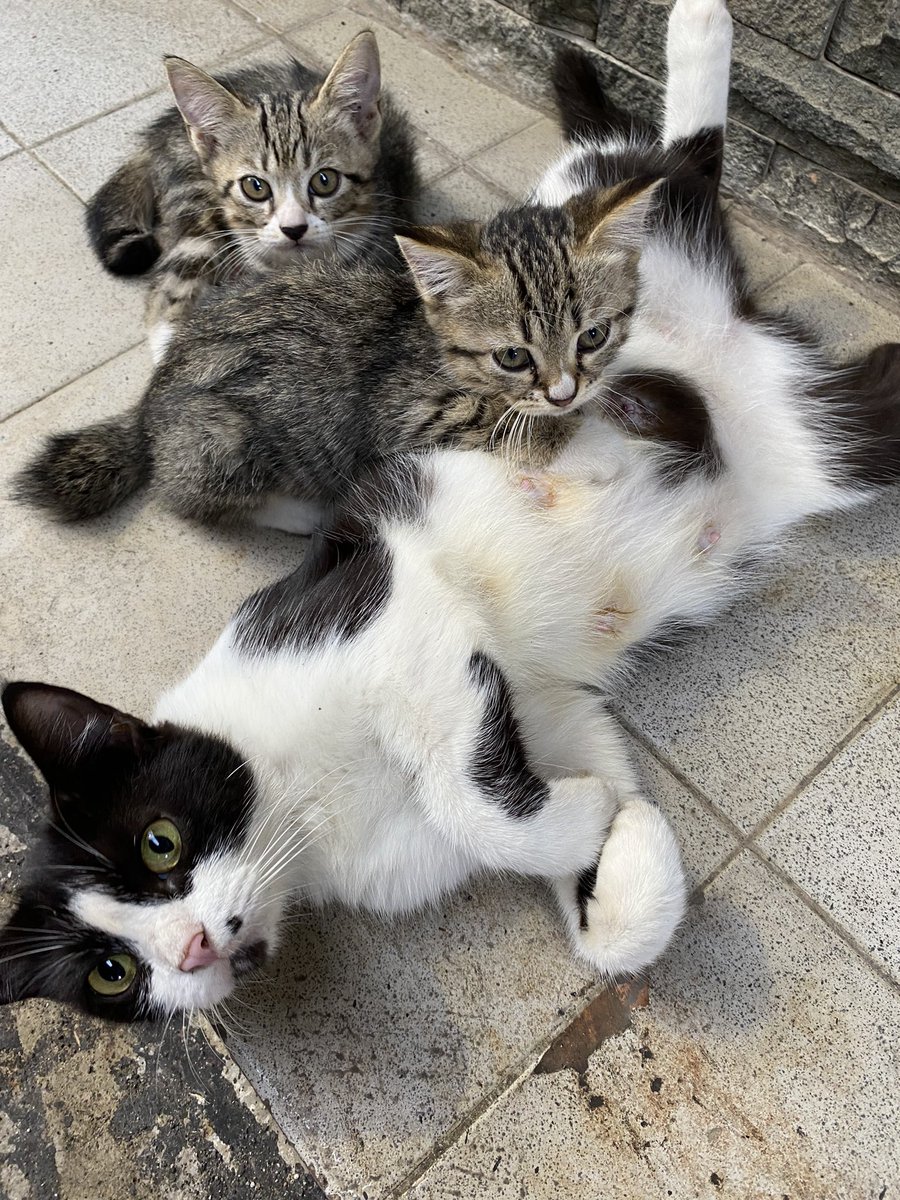 ayayagomen's tweet photo. @tanyakanrl kucing liar depan rumah https://t.co/tUL2EdR7fA