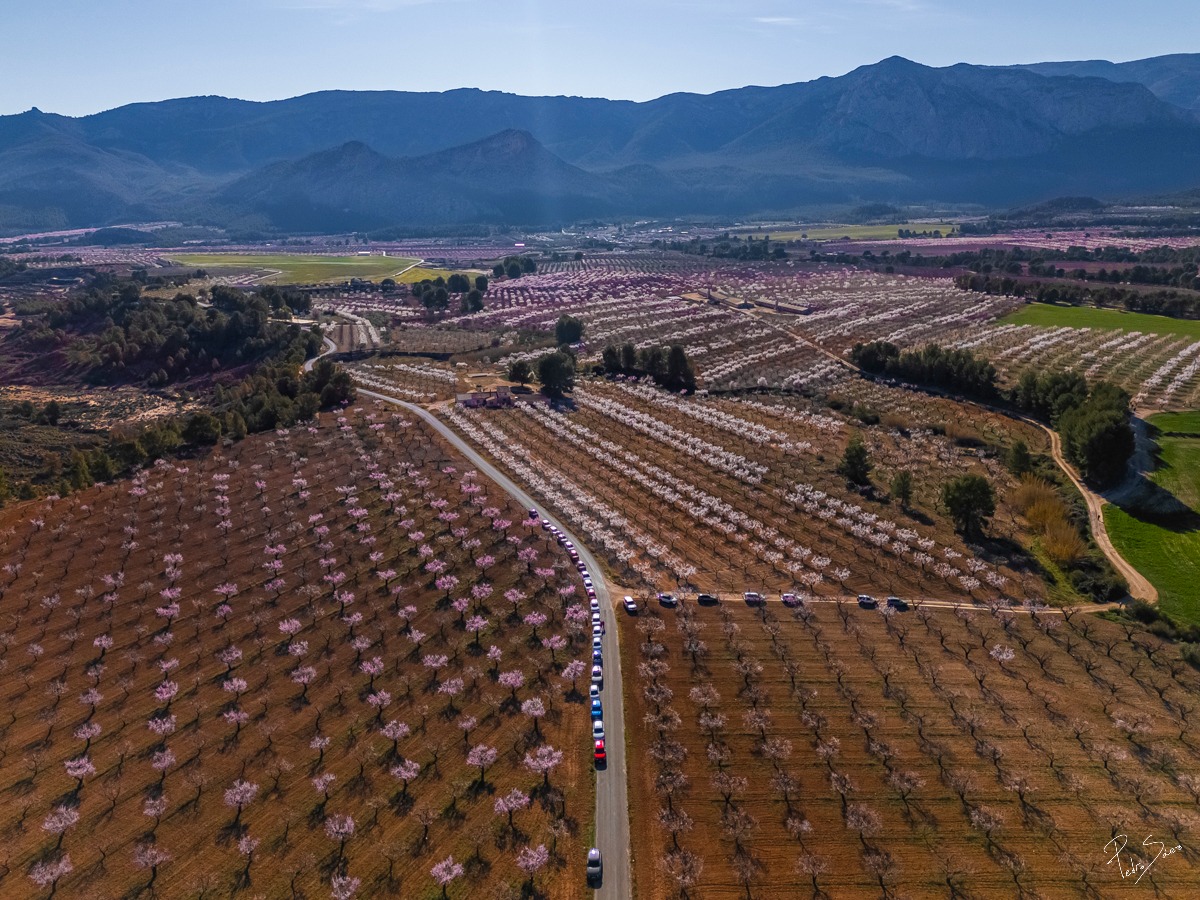 MeteOrihuela's tweet photo. ¡#FelizMartes! Belleza de paisaje. En estos días de mediados de #febrero2025, vistas aéreas de la floración de los almendros en #CasasNuevas, pedanía de #Mula (#Murcia), en la cara norte o umbría de #SierraEspuña. Todo un espectáculo de luz y color. Imágenes: Pedro Sáez. https://t.co/UPIQ7GCID2
