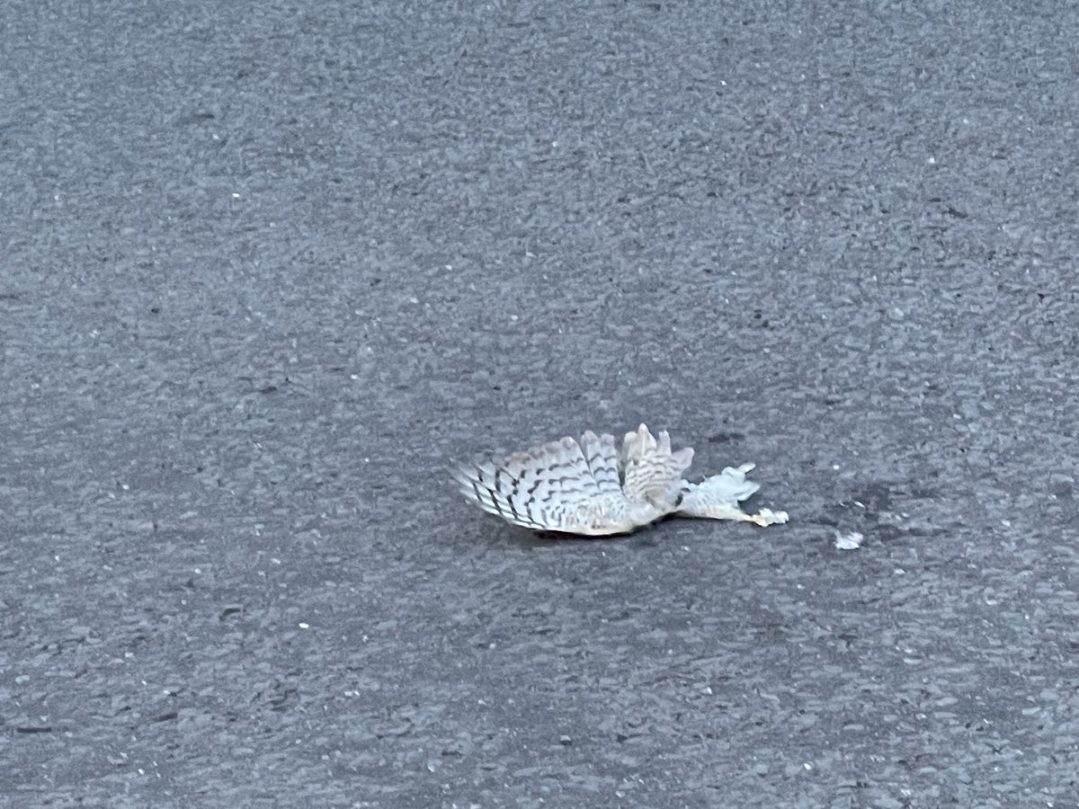 Saw this sorry sight in Cranbrook Road in Bristol yesterday. Any ideas what #bird of prey it is? <a href="/avonwt/">Avon Wildlife Trust</a> <a href="/BTO_GBW/">BTO Garden BirdWatch</a> <a href="/RSPBEngland/">RSPB England</a>